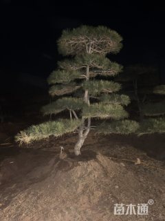 24公分造型黑松