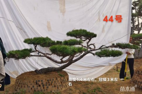 20.5公分造型赤松