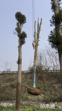 45公分金丝楠木