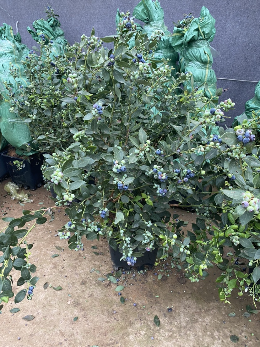 高度60厘米蓝莓