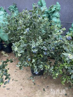 高度60厘米蓝莓