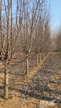 14公分垂丝海棠