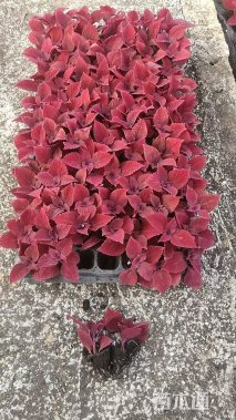 高度15厘米彩叶草