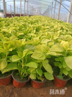 高度15厘米彩叶草