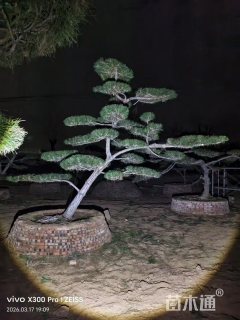 22公分造型黑松