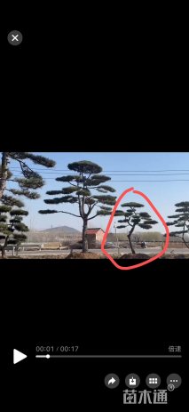 55公分造型油松