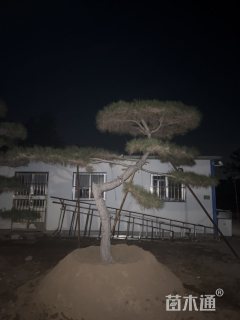 50公分造型油松