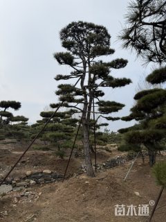 22公分造型黑松