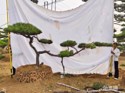 20公分造型赤松