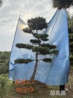 18公分造型油松