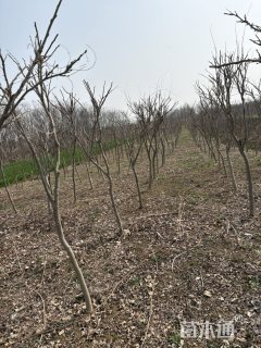 150厘米紫藤