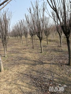 8公分紫叶李