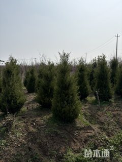 高度205厘米桧柏