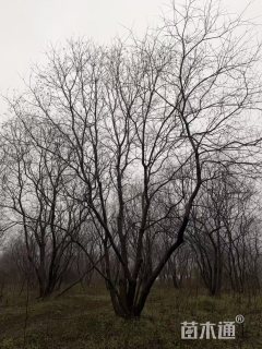 15公分(5杆)丛生乌桕