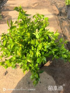 高度30厘米六道木