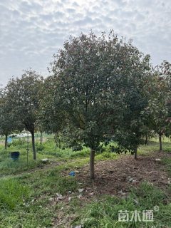 12公分红叶石楠