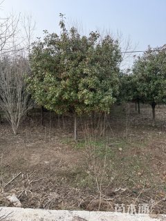 15公分红叶石楠