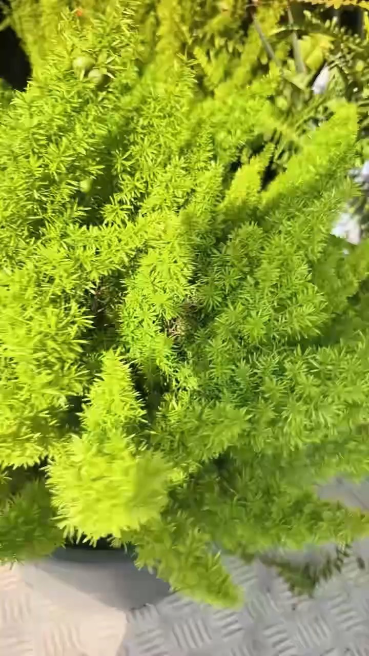 高度30厘米狐尾天门冬