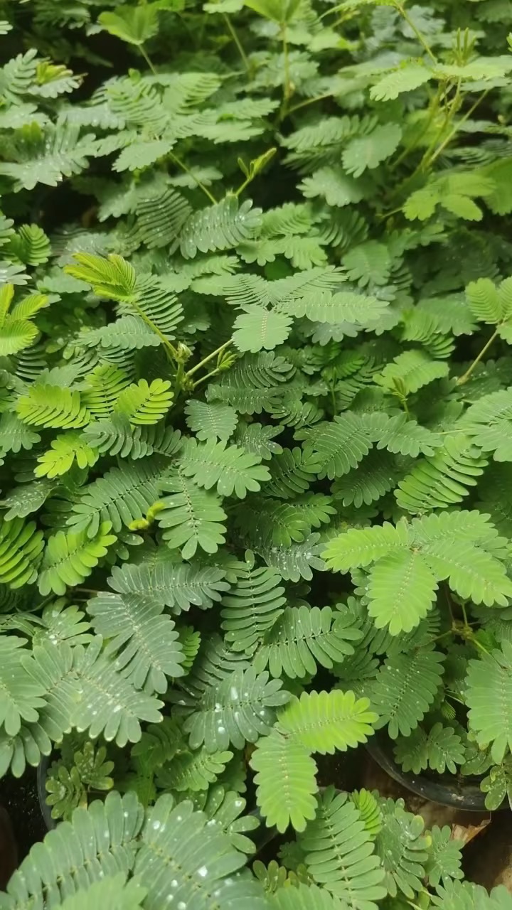 高度15厘米含羞草