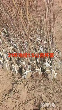 高度100厘米山杏小苗