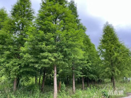 15公分北美落羽杉