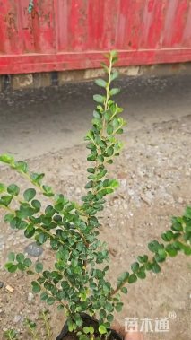 高度30厘米平枝栒子