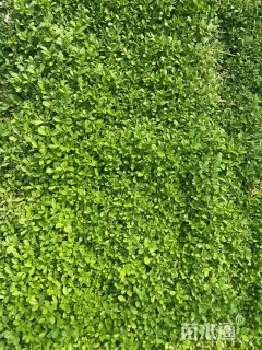 高度10厘米姬岩垂草