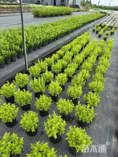 高度25厘米蓝雾草