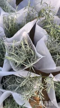 高度25厘米柳叶星河