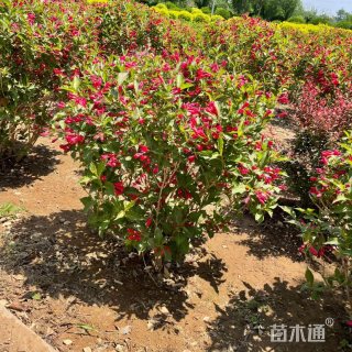 高度150厘米红王子锦带球