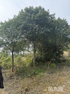 15公分红果冬青