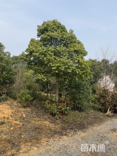 13公分红果冬青