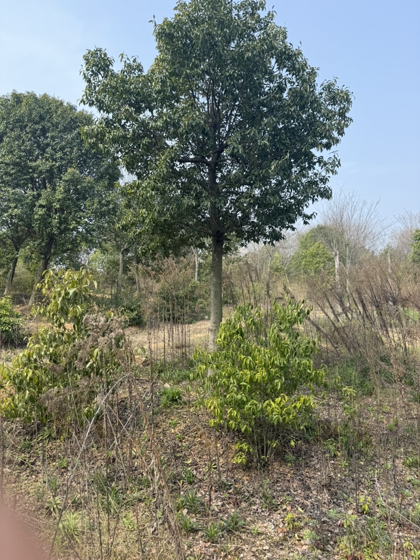 20公分红果冬青
