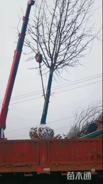 18公分北美枫香