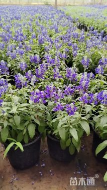 高度20厘米鼠尾草