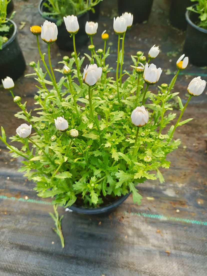 高度20厘米白晶菊