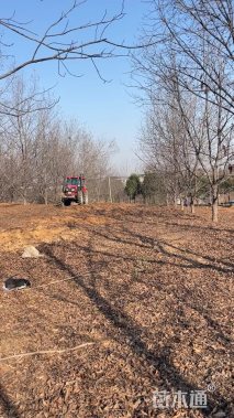 18公分薄壳山核桃