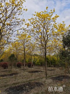 15公分黄花风铃木