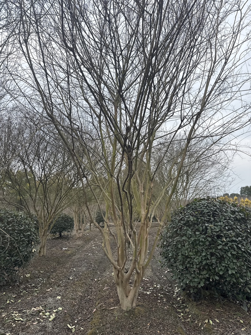 高度500厘米丛生紫薇