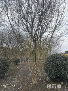 高度500厘米丛生紫薇