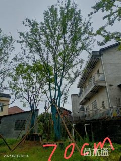 70公分(5杆)丛生榔榆