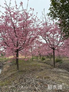 14公分红粉佳人樱