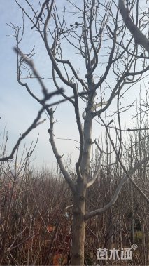 20公分柿树