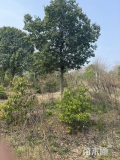 18公分红果冬青