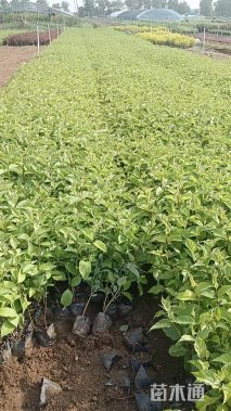 高度30厘米红瑞木