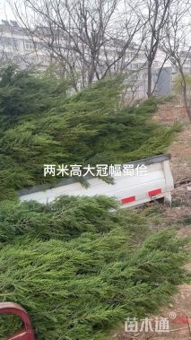 高度100厘米蜀桧
