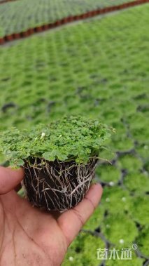 高度5厘米半边莲