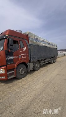 高度40厘米金红羽狼尾草