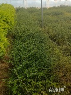 高度20厘米平枝栒子