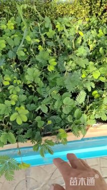 高度15厘米含羞草